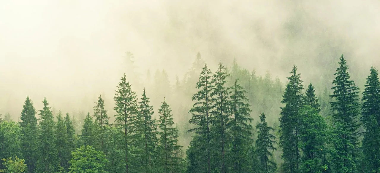 Sustainability